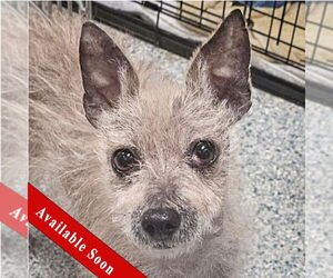 Chihuahua-Unknown Mix Dogs for adoption in Huntley, IL, USA