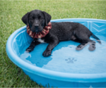 Small #3 Labrador Retriever Mix