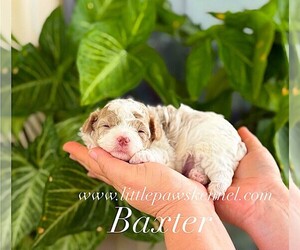 Maltipoo (Miniature) Puppy for sale in WINNSBORO, LA, USA