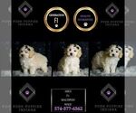 Puppy Ares F1 Maltipoo