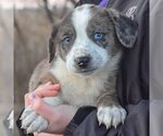 Small Photo #4 Basset Hound-Border Collie Mix Puppy For Sale in Huntley, IL, USA