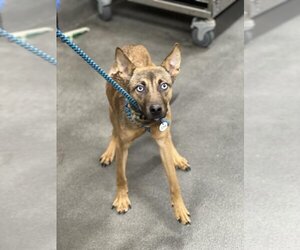 German Shepherd Dog-Siberian Husky Mix Dogs for adoption in Forestville, MD, USA
