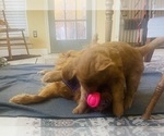 Small #5 Golden Retriever