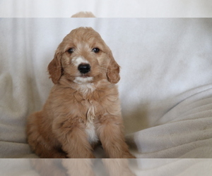 Goldendoodle (Miniature) Puppy for sale in SHILOH, OH, USA