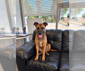 Smokey - Foster or Adopt Me! - Male German Shepherd Dog-Unknown Mix Dog for Adoption - Photo #4