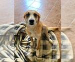 Small #1 Mutt