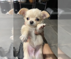 Chihuahua Puppy for sale in TYSONS CORNER, VA, USA
