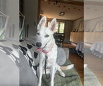 Carmen San Diego - Female Border Collie-Unknown Mix Dog for Adoption - Small photo