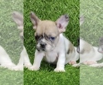 Small #9 French Bulldog