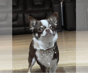 Mother of the Chihuahua puppies born on 08/14/2025