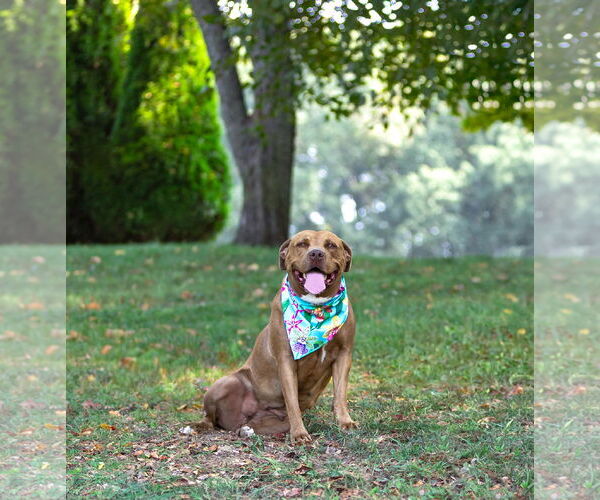 Medium Photo #15 Mutt Puppy For Sale in Unionville, PA, USA