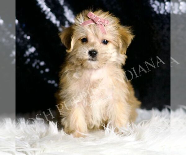 Medium Photo #5 Morkie Puppy For Sale in WARSAW, IN, USA