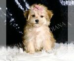 Small #4 Morkie