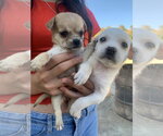 Small #2 Chihuahua Mix