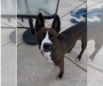 Small #3 American Boston Bull Terrier