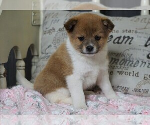 Pom Terrier Puppy for sale in FREDERICKSBG, OH, USA