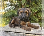 Image preview for Ad Listing. Nickname: Theodore
