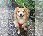 Mac N Cheese - Male Chiweenie Dog for Adoption - Small photo