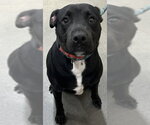 Small Labrador Retriever Mix