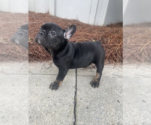 French Bulldog Puppy for Sale in ATLANTA, Georgia USA