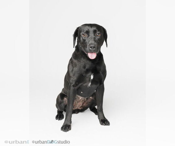 Medium Photo #2 Labrador Retriever-Unknown Mix Puppy For Sale in Tampa, FL, USA