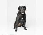 Small #1 Labrador Retriever Mix