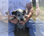 Small Photo #4 Australian Cattle Dog Puppy For Sale in CHAUNCEY, GA, USA