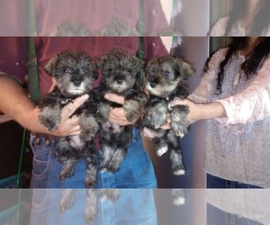 Schnauzer (Miniature) Puppy for sale in COQUILLE, OR, USA