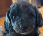 Puppy Puppy 2 Goldendoodle (Miniature)