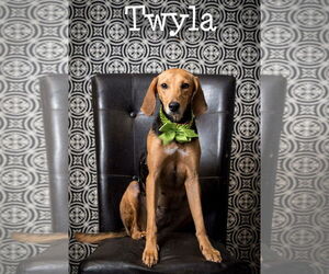 Mutt Dogs for adoption in North Myrtle Beach, SC, USA