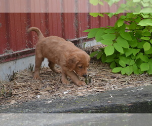 Medium Golden Retriever