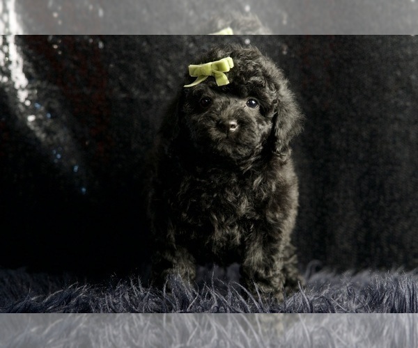 Medium Photo #7 Poodle (Toy) Puppy For Sale in WARSAW, IN, USA