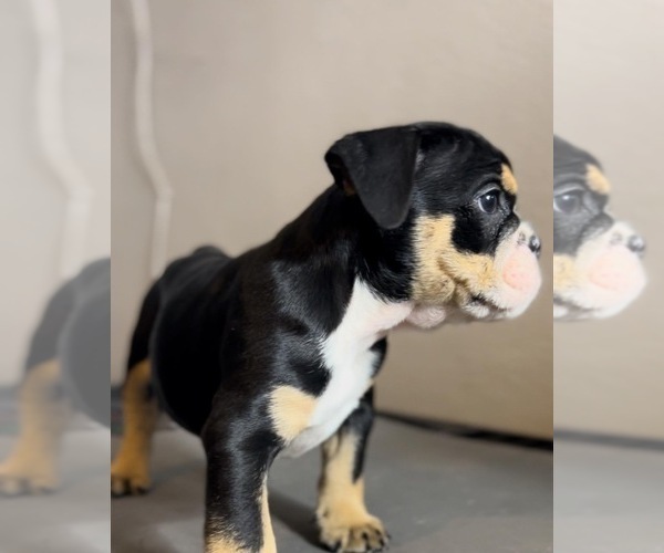 Medium Photo #1 English Bulldog Puppy For Sale in ELK GROVE, CA, USA