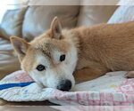 Small #4 Shiba Inu