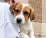 Small #5 Labrador Retriever Mix