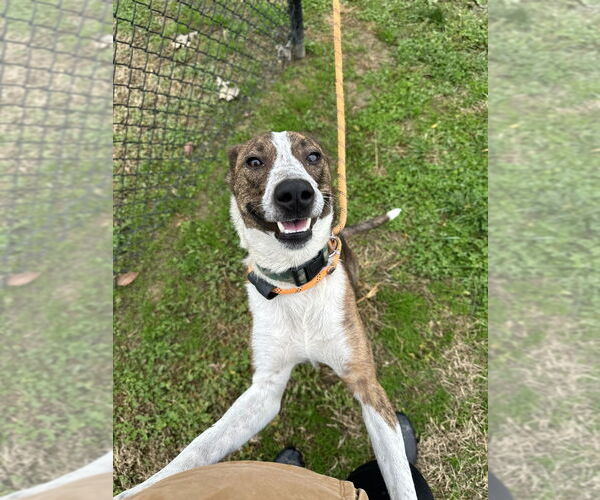 Medium Photo #3 Mutt Puppy For Sale in Evansville, IN, USA