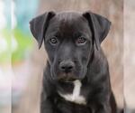 Small #5 Labrador Retriever Mix