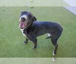 Small #2 American Pit Bull Terrier Mix