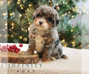 Bernedoodle (Miniature) Puppy for sale in NARVON, PA, USA