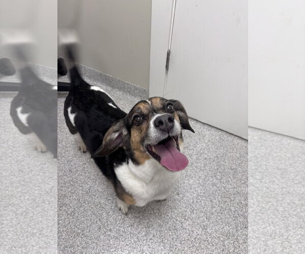 Medium Photo #3 Beagle-Unknown Mix Puppy For Sale in Lancaster, PA, USA