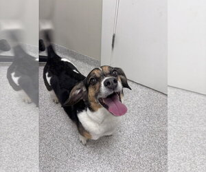 Max - Male Beagle-Unknown Mix Dog for Adoption - Photo #3