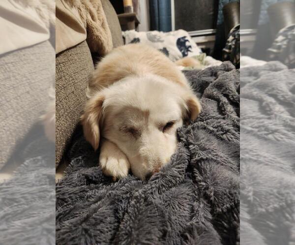 Medium Photo #2 Golden Retriever-Unknown Mix Puppy For Sale in Seven Valleys, PA, USA