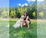 Small Photo #1 Golden Retriever Puppy For Sale in MOUNTAIN HOME, AR, USA
