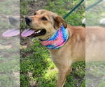 Small #8 Labrador Retriever Mix