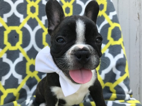 View Ad: French Bulldog Puppy for Sale near Pennsylvania ...