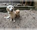 Small Photo #3 English Cream Golden Retriever-Poodle (Miniature) Mix Puppy For Sale in RALEIGH, NC, USA