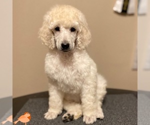 Poodle (Standard) Puppy for Sale in MOSES LAKE, Washington USA
