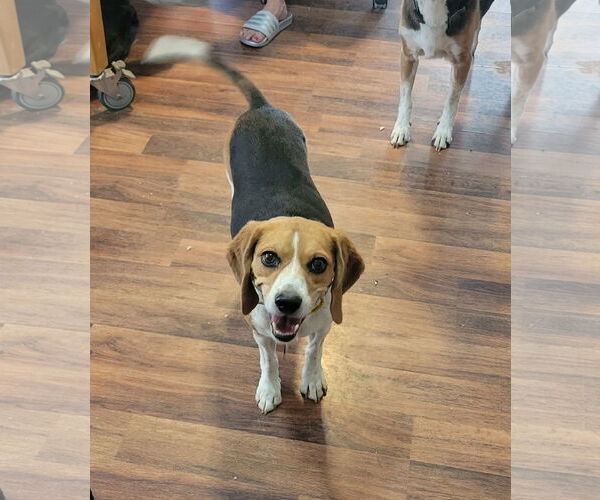 Medium Photo #6 Beagle Puppy For Sale in Las Vegas, NV, USA