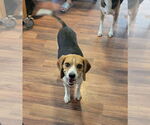 Small #5 Beagle
