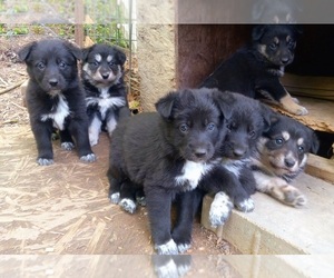 Shollie Puppy for sale in COLUMBIA, TN, USA